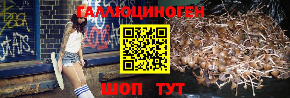 Галлюциногенные грибы MAGIC MUSHROOMS  Псилоцибиновые грибы прущие грибы  где найти   Вход с VPN  Королёв 